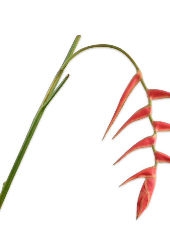 HELICONIA ROOD/GROEN 115 cm