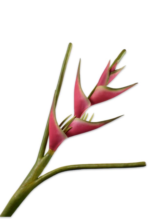 HELICONIA STEEL RD/GRN 107 cm