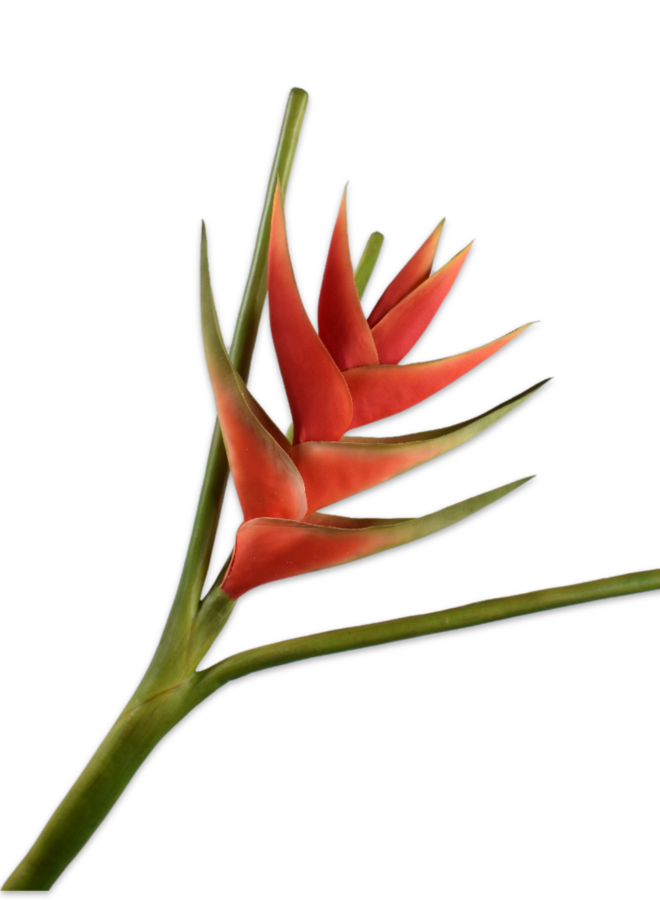 HELICONIA STEEL ROOD/ORANJE  110 cm