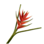 HELICONIA STEEL ROOD/ORANJE  110 cm