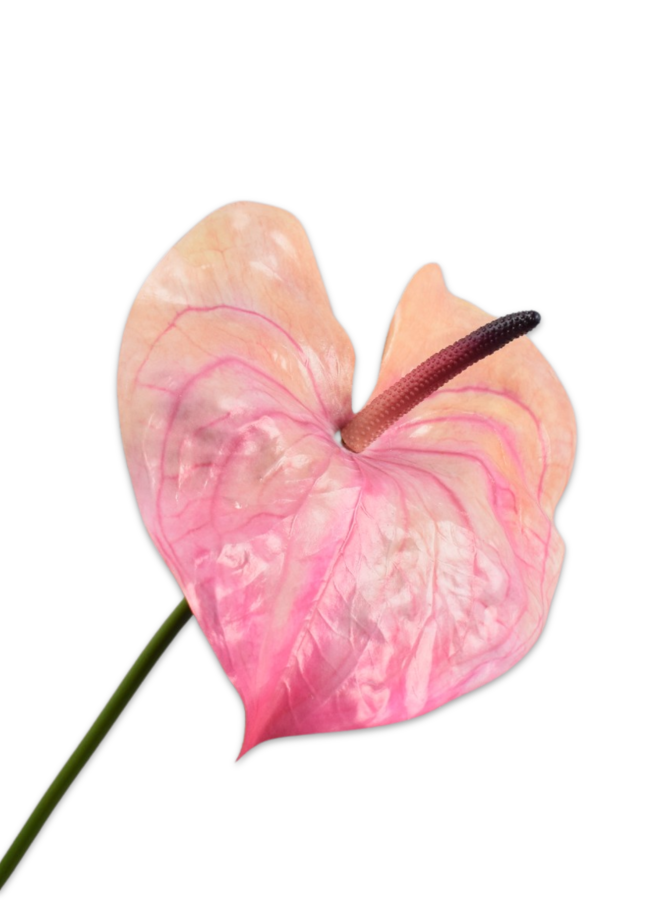 ANTHURIUM STEEL ROZE DK 81 cm