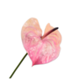 ANTHURIUM STEEL ROZE DK 81 cm