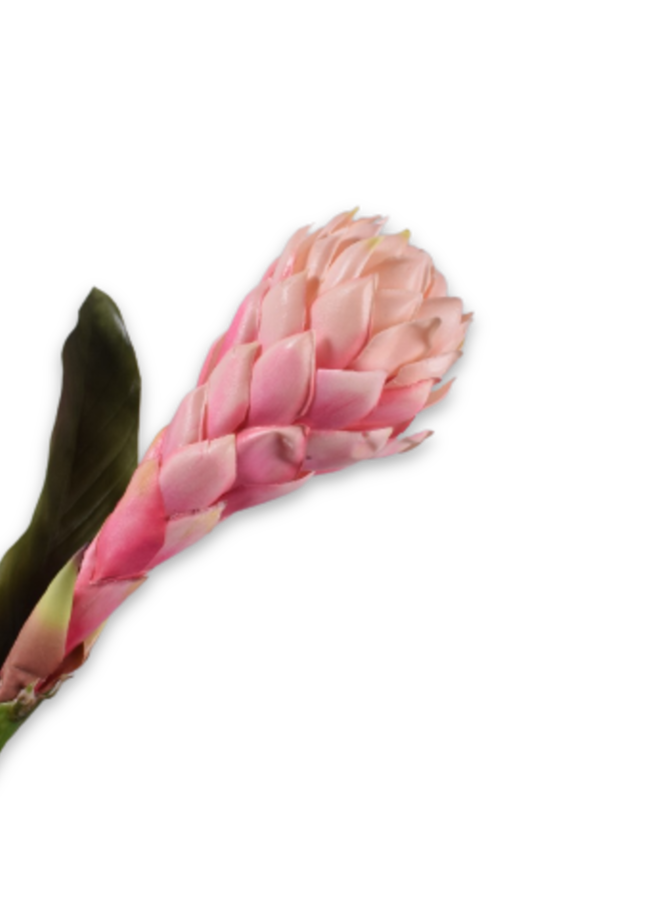 GINGER STEEL ROZE 97 cm