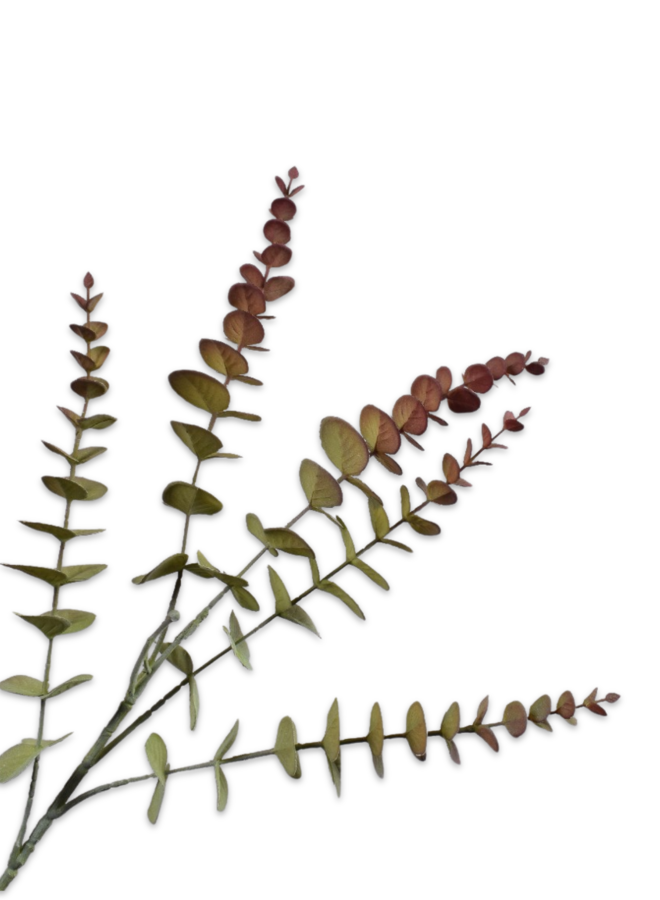 EUCALYPTUS TAK BORDEAUX GROEN 74 cm