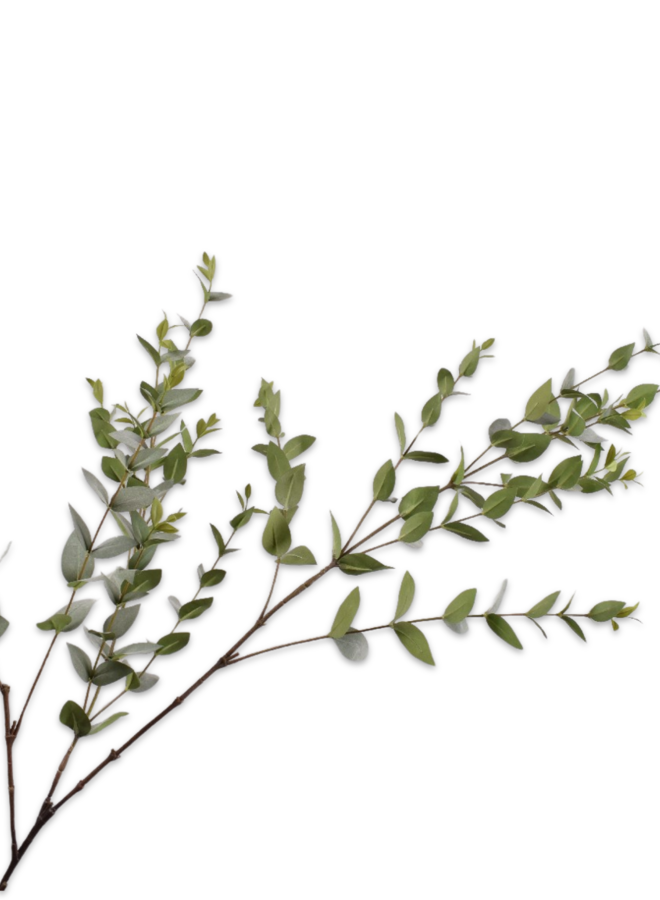 BLADTAK  GROEN  114cm