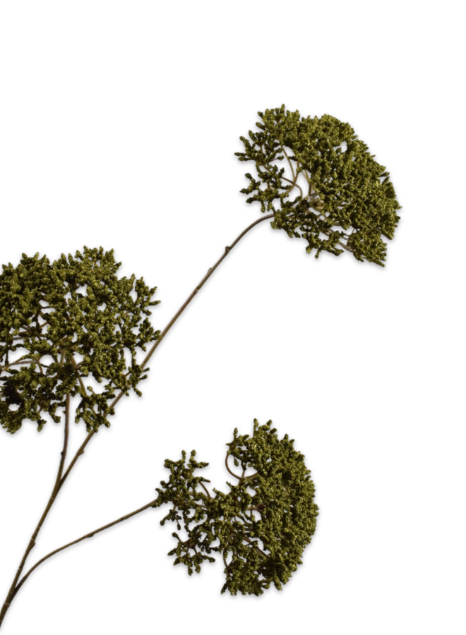 TRACHELIUM TAK GROEN 85 cm