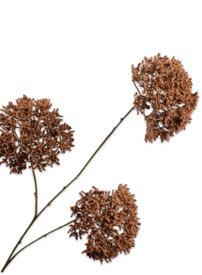 TRACHELIUM TAK BRUIN 85 cm