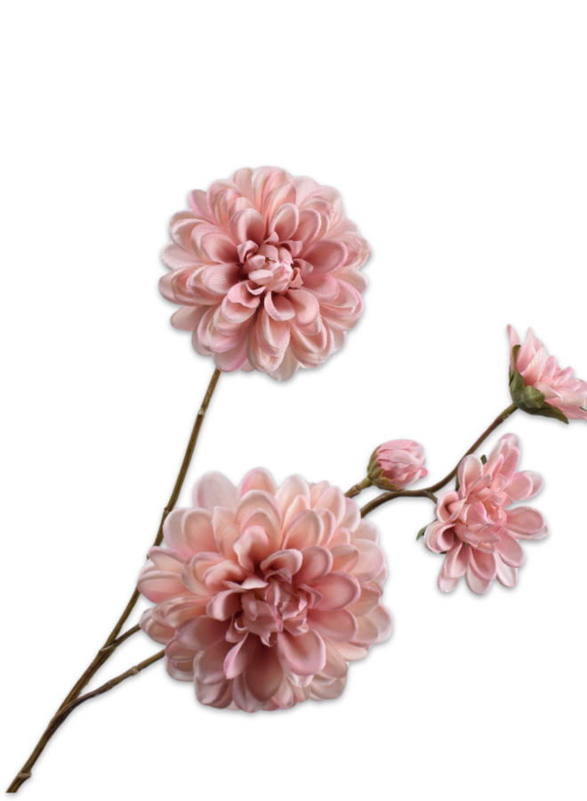 DAHLIA TAK ROZE 70 cm