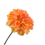 DAHLIA TAK ORANJE 68 cm