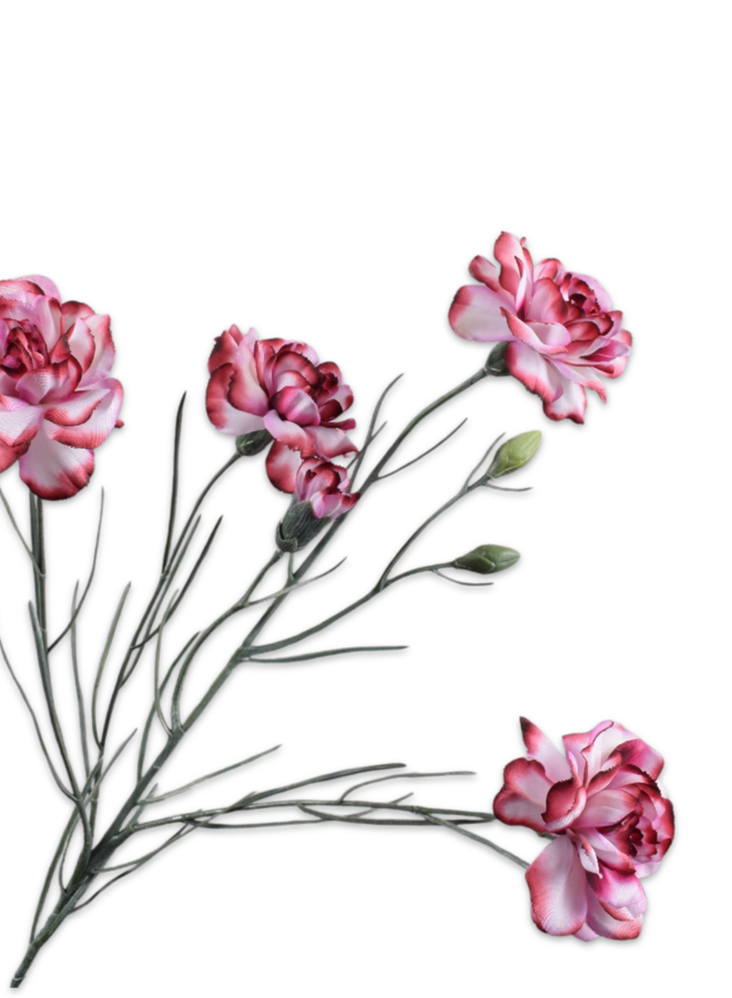 ANJER TAK BORDEAUX WIT 68 cm