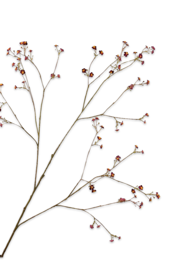 VERGEETMENIET TAK PAARS 132 cm