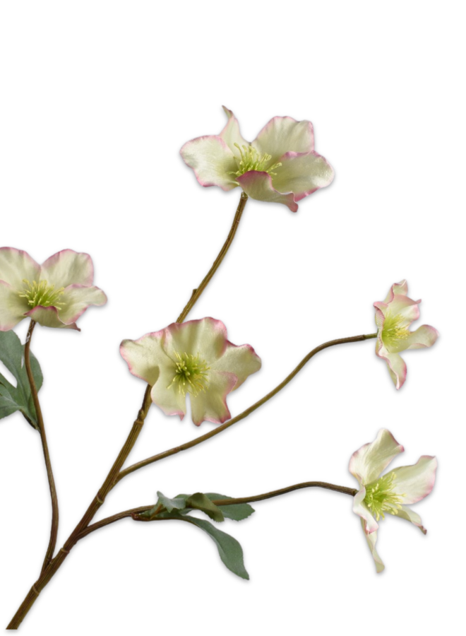 HELLEBORUS TAK LAVENDEL GROEN 77 cm