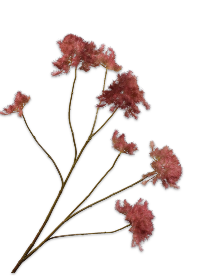 COTINUS TAK BORDEAUX