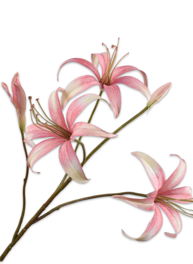 LELIE TAK ROZE 80 cm