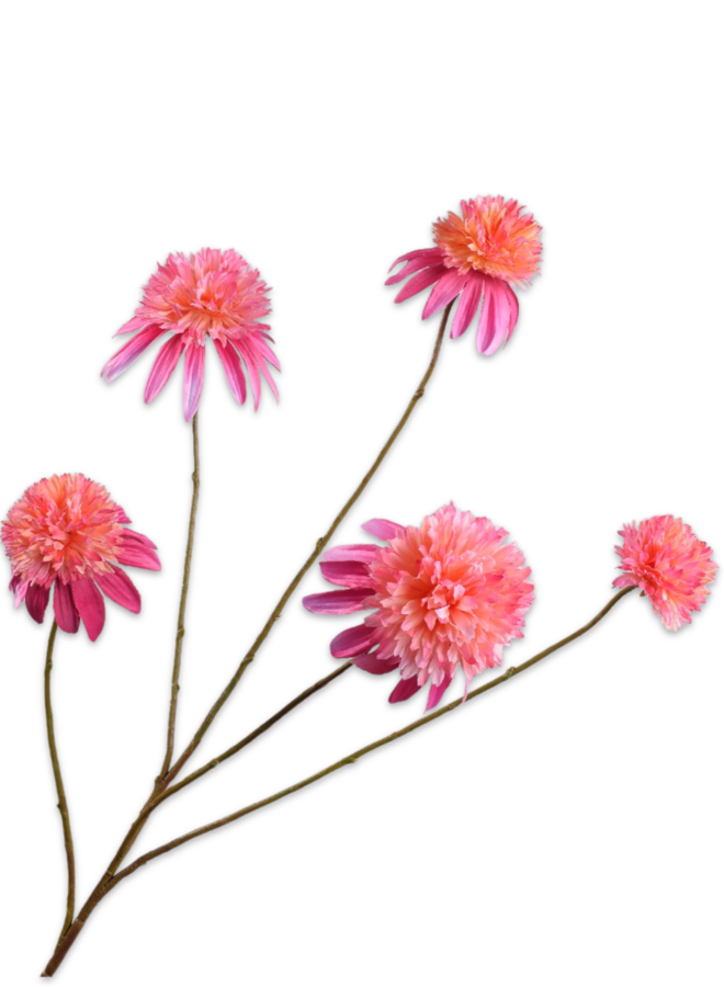 RUDBECKIA TAK ROZE 90 cm