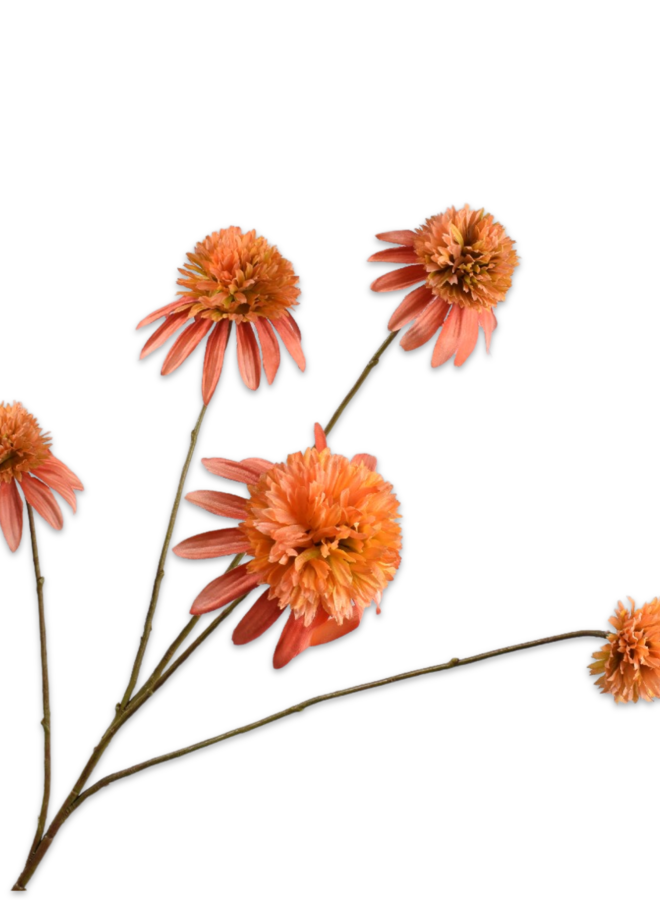 RUDBECKIA TAK ZALM 90 cm