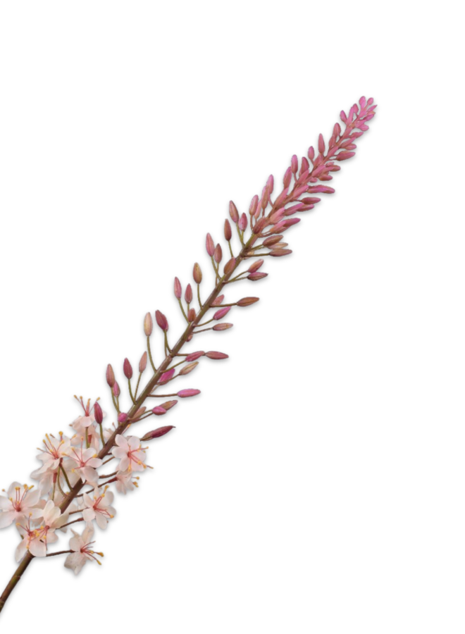 EREMURUS STEEL CREME 107 cm