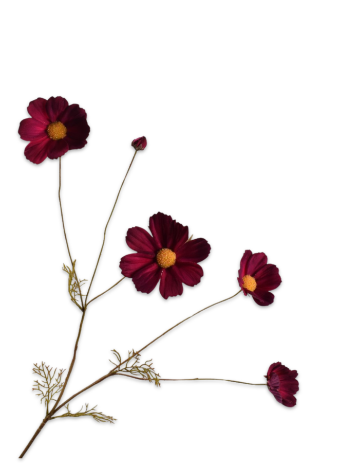 COSMOS TAK BORDEAUX 92 cm