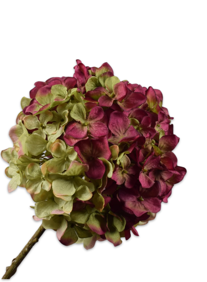 HORTENSIA TAK BORDEAUX GROEN 70 cm