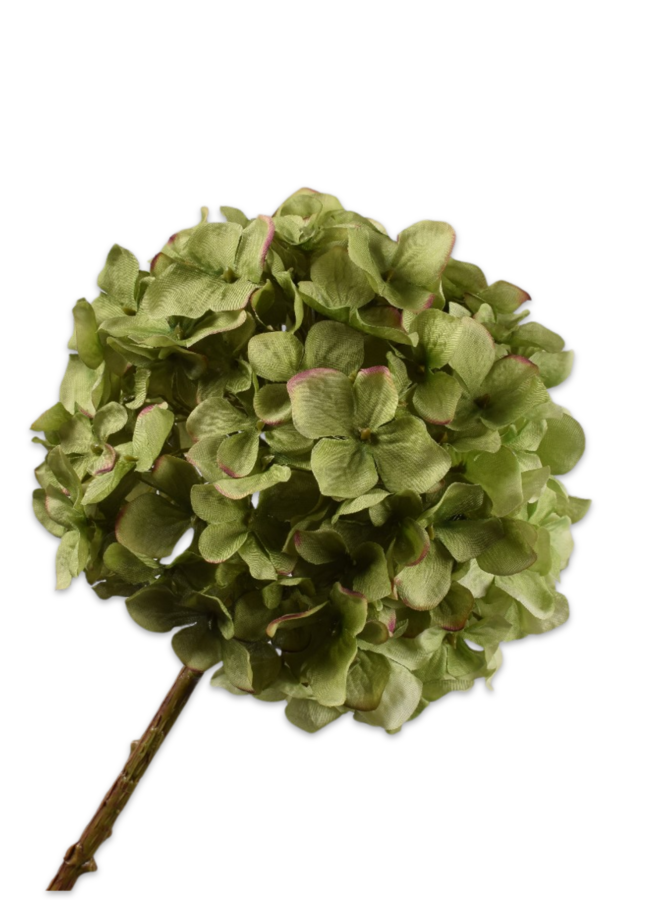 HORTENSIA TAK DONKERGROEN 70 cm