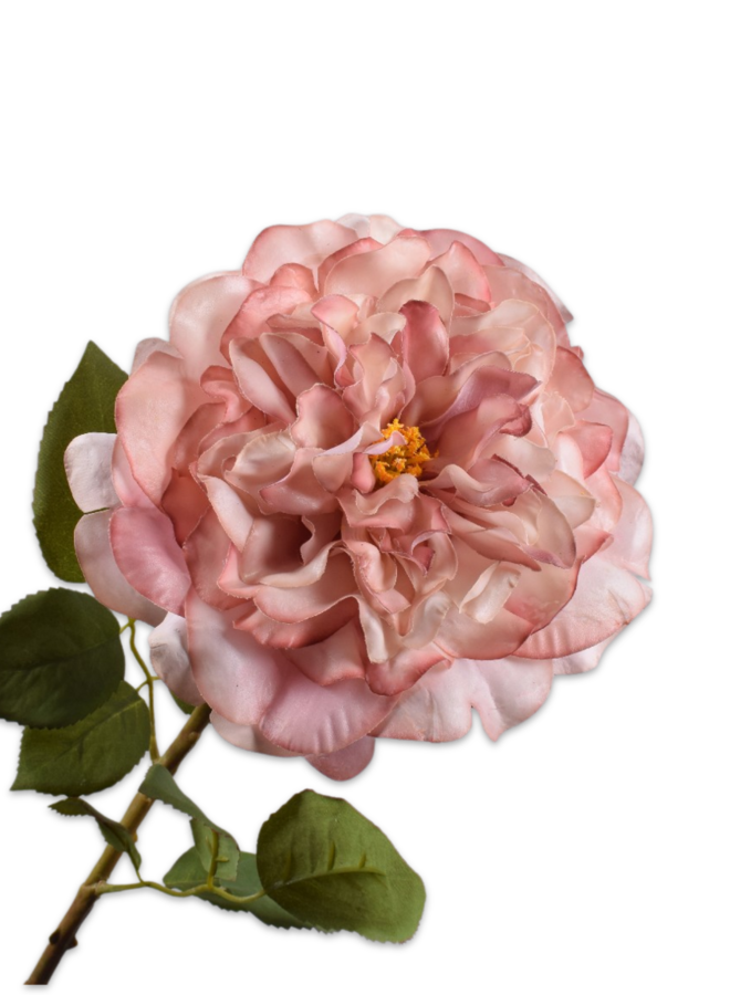 TUINROOS STEEL MAUVE 70 cm