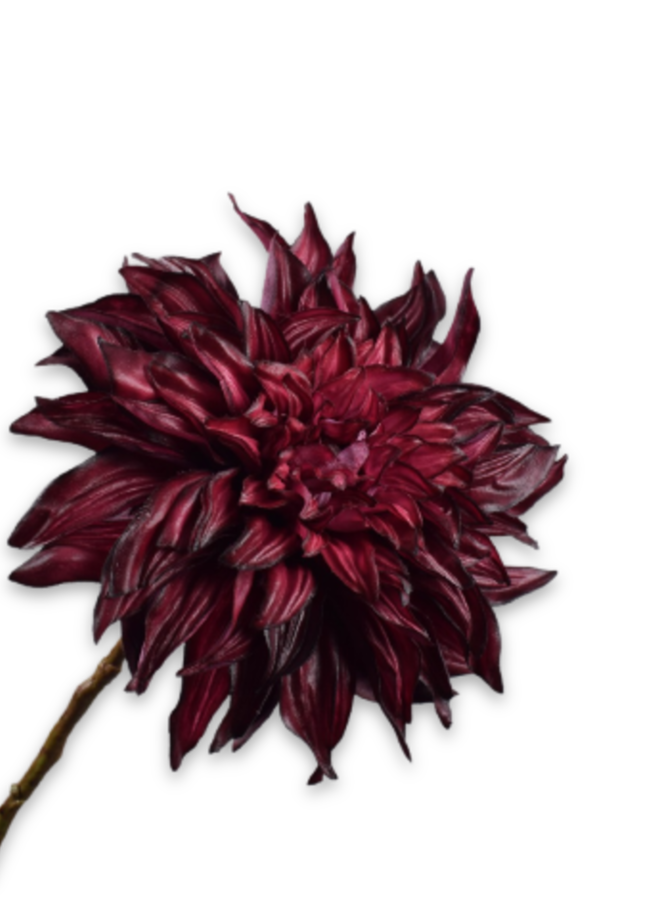 DAHLIA STEEL BORDEAUX ROOD 63 cm