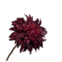DAHLIA STEEL BORDEAUX ROOD 63 cm