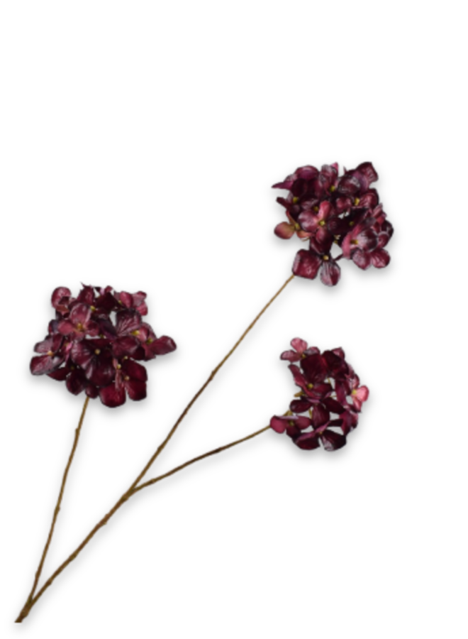 HORTENSIA TAK BORDEAUX ROOD 85 cm
