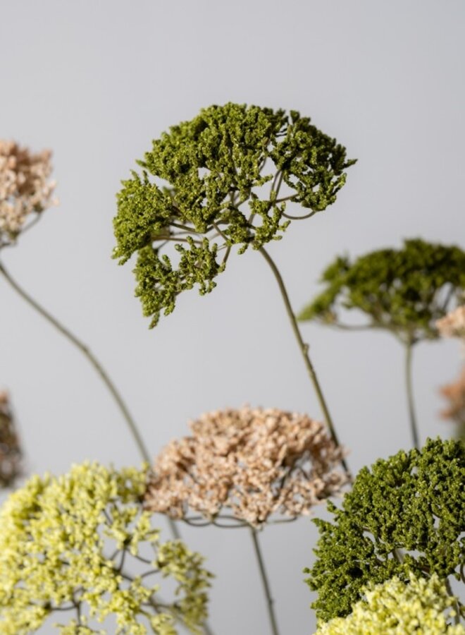 TRACHELIUM TAK GROEN