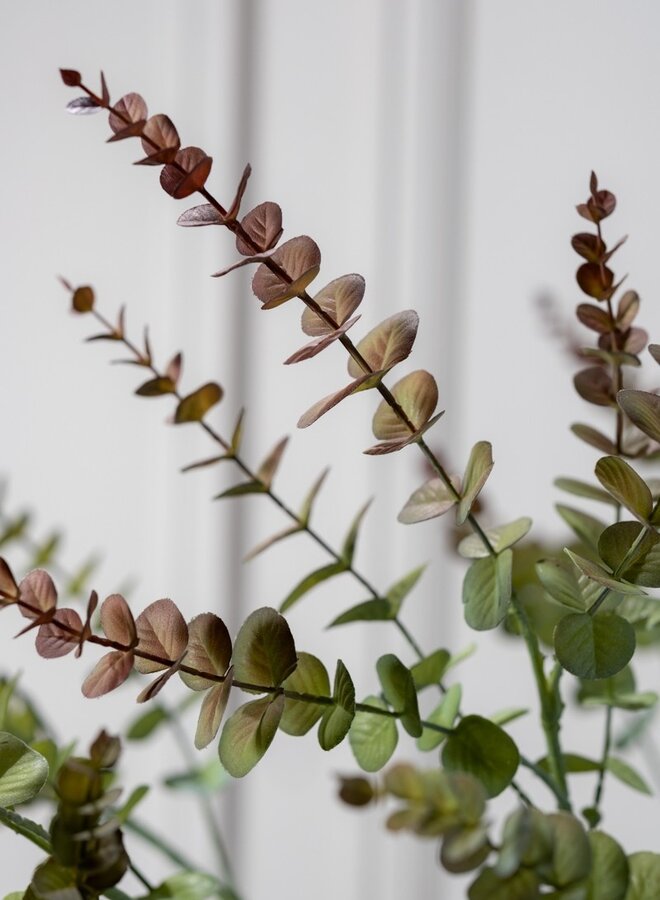 EUCALYPTUS TAK BORDEAUX GROEN 74 cm