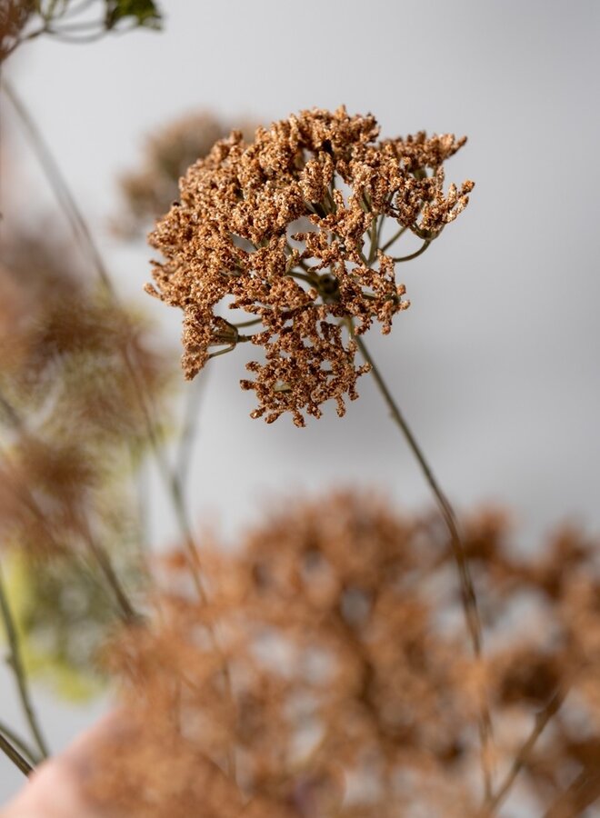 TRACHELIUM TAK BRUIN