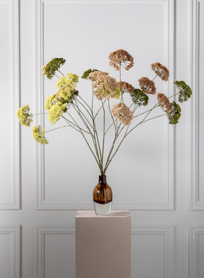 TRACHELIUM TAK BRUIN