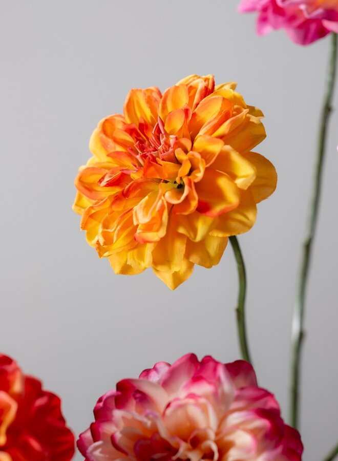 DAHLIA TAK ORANJE 68 cm