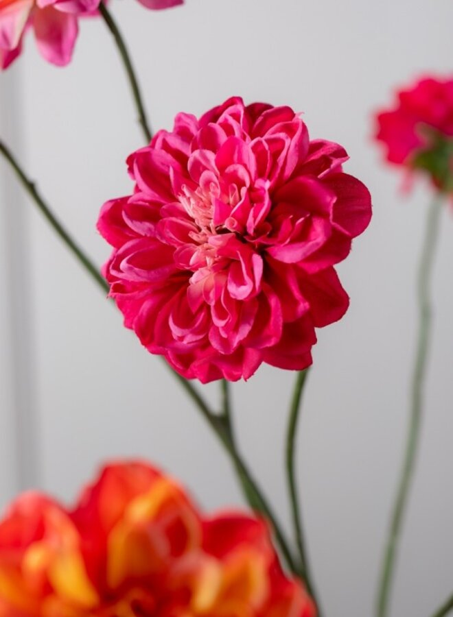 DAHLIA TAK DONKER ROZE 68 cm