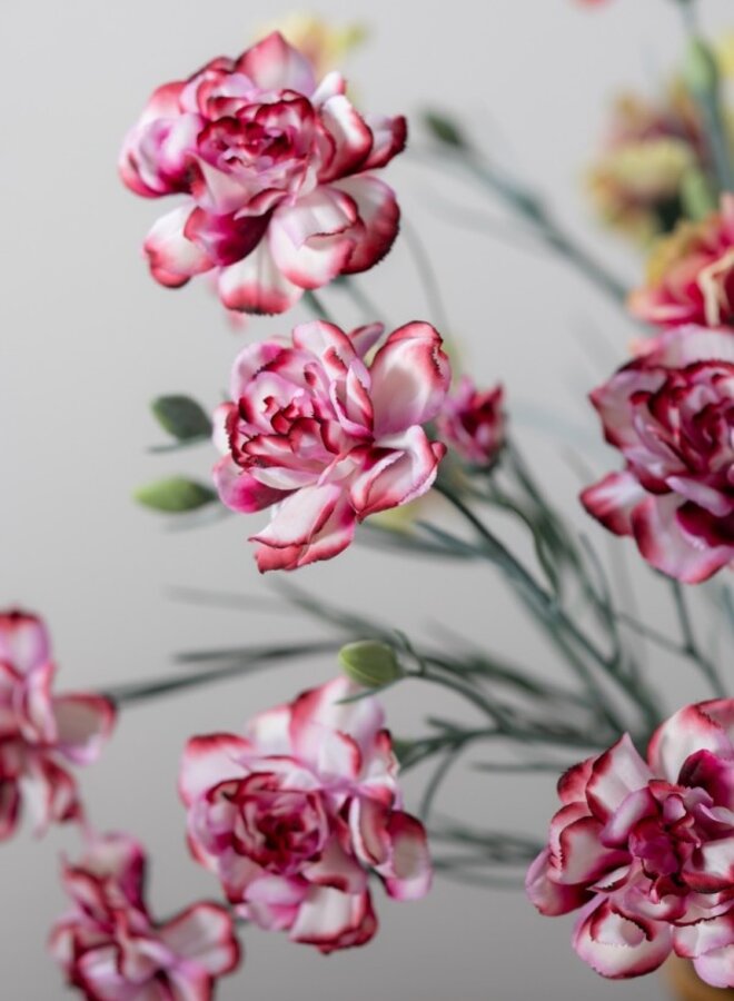 ANJER TAK BORDEAUX WIT 68 cm