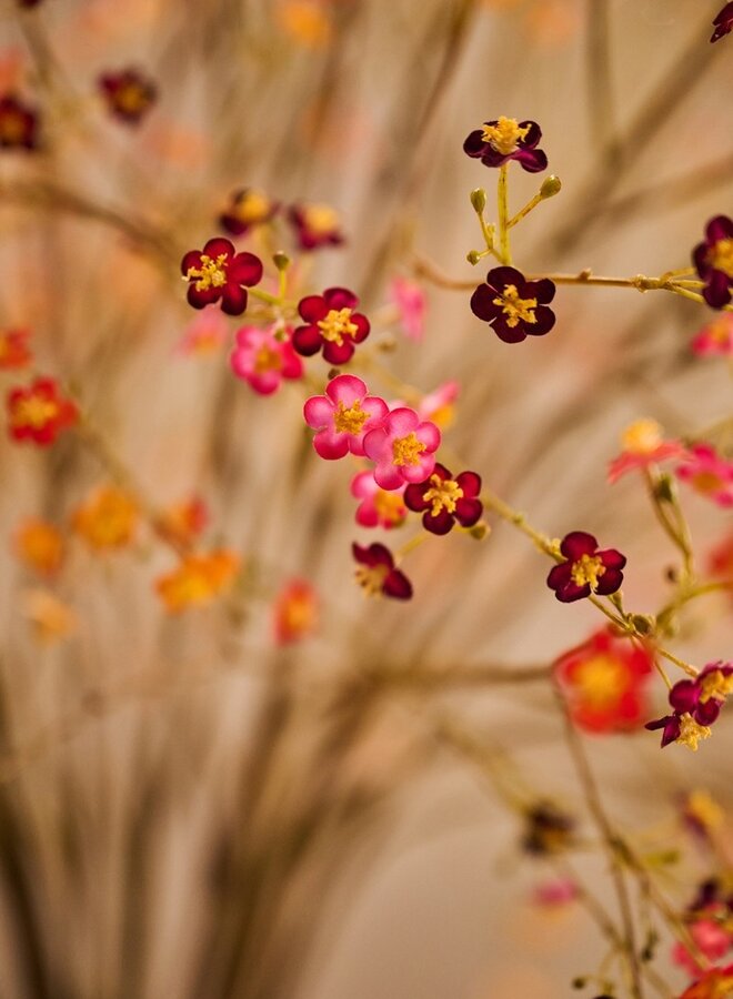 VERGEETMENIET TAK PAARS