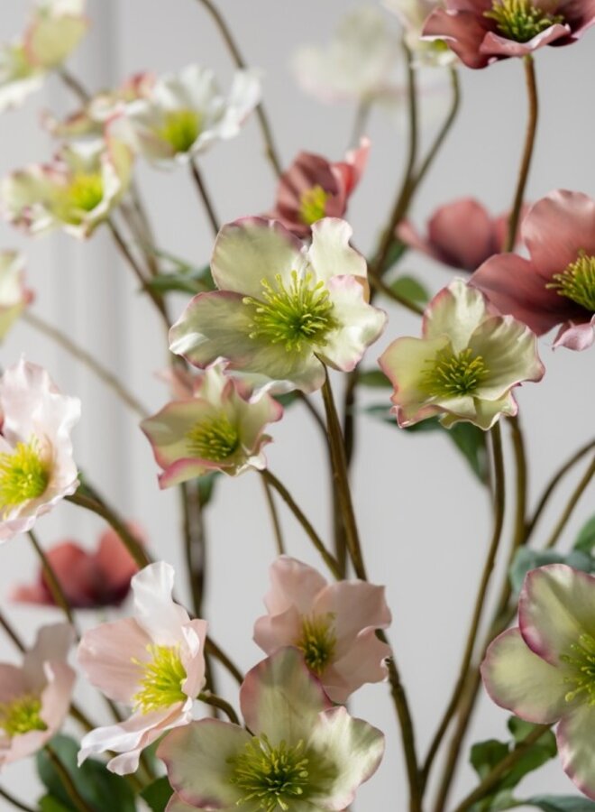 HELLEBORUS TAK LAVENDEL GROEN 77 cm