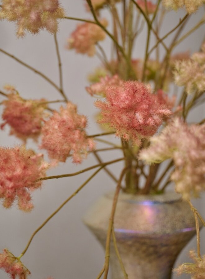 COTINUS TAK BORDEAUX