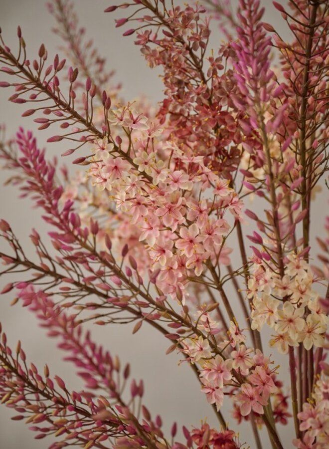 EREMURUS STEEL CREME