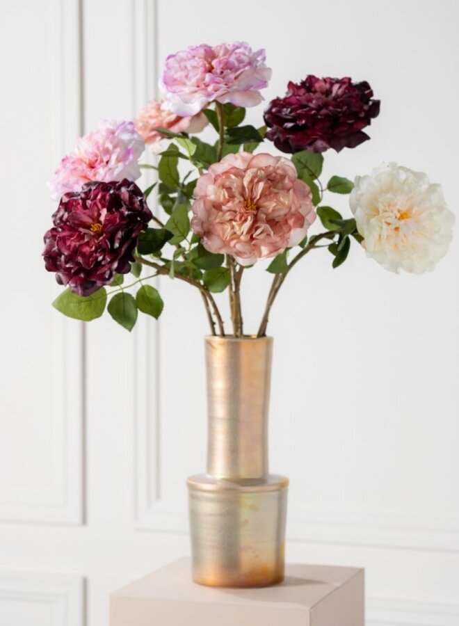 TUINROOS STEEL MAUVE 70 cm