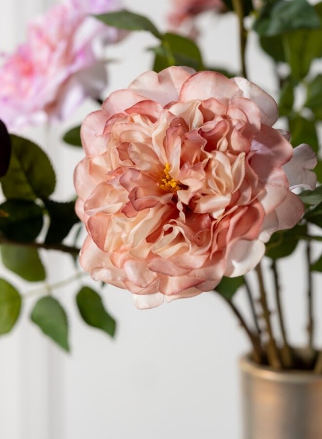 TUINROOS STEEL MAUVE 70 cm