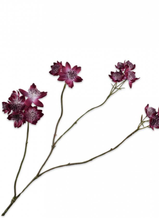 ASTRANTIA TAK PAARS 81 cm