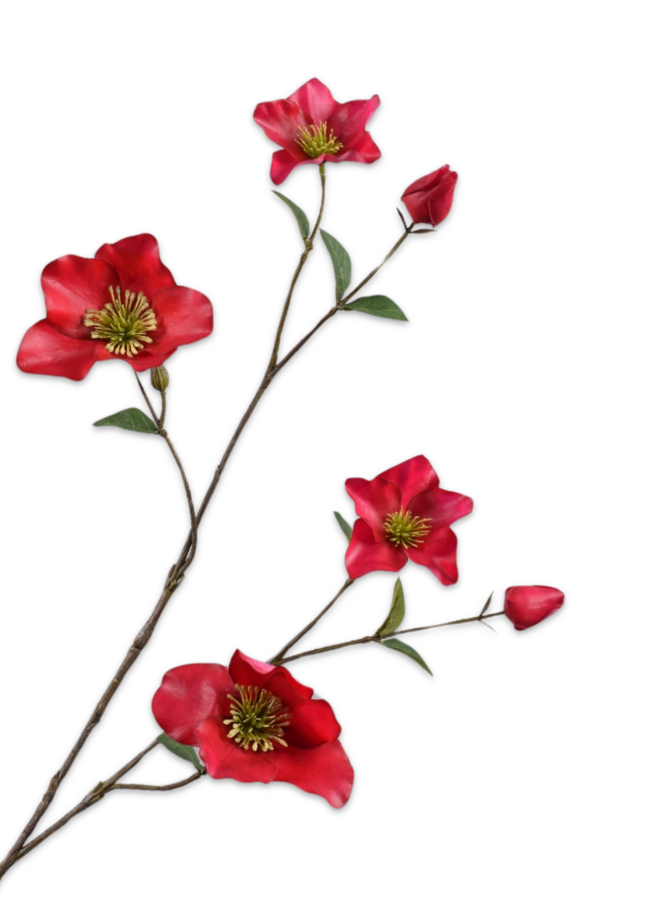 HELLEBORUS TAK BEAUTY 94 cm