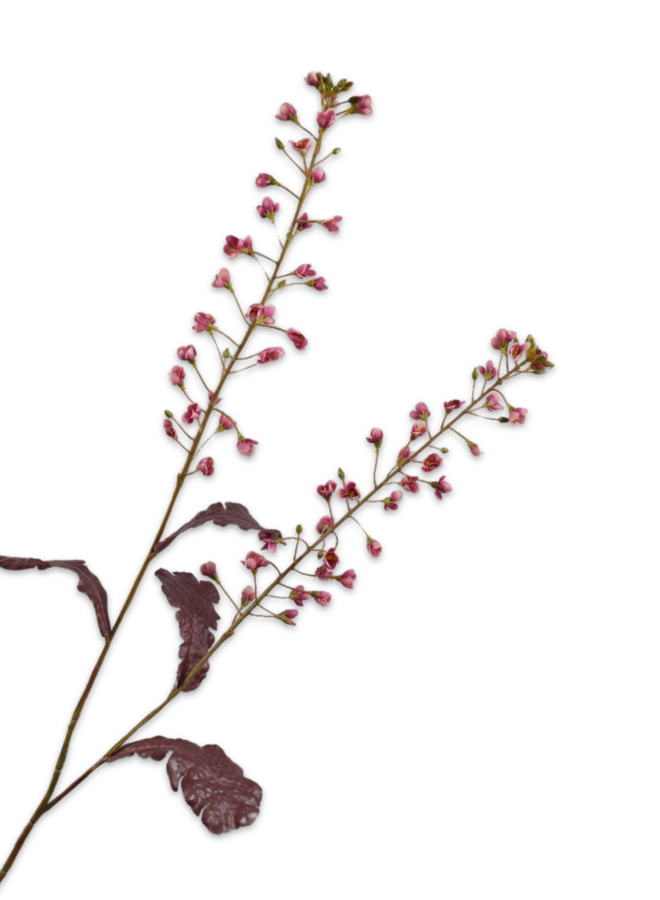 PRIMULA TAK ROZE 85 cm