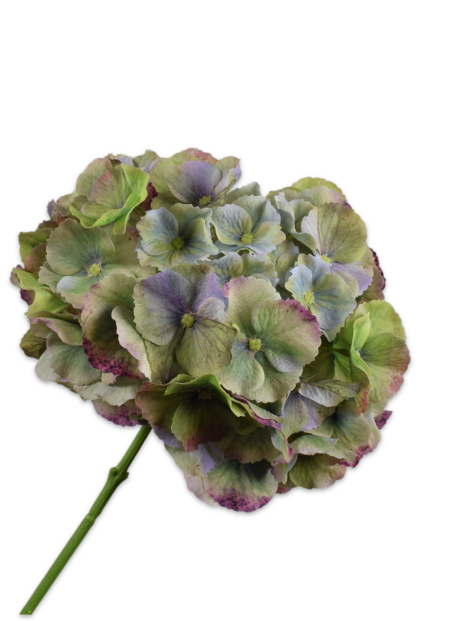 HORTENSIA STEEL BLAUW GROEN 75 cm