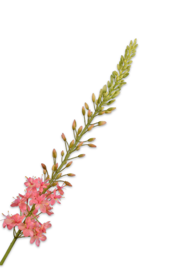 EREMURUS STEEL ROZE  107 cm