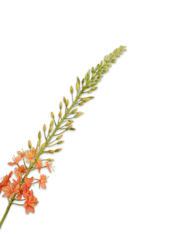 EREMURUS STEEL ORANJE  107 cm