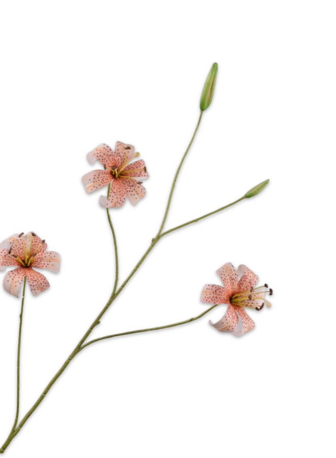 LELIE TAK PERZIK  108 cm