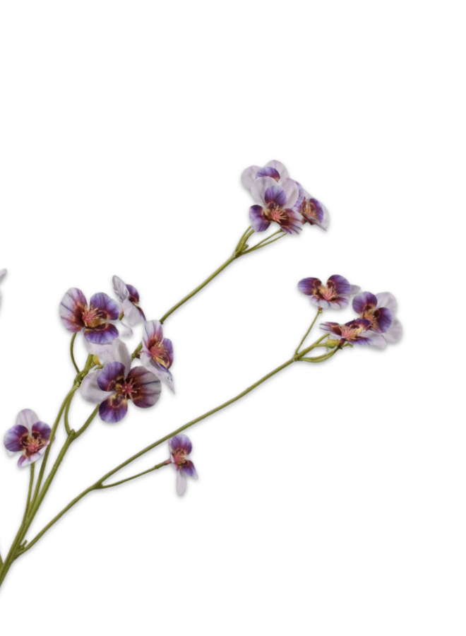 VIOOL TAK LILA PAARS  62 cm