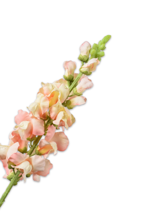 LEEUWEBEK STEEL PERZIK  81 cm